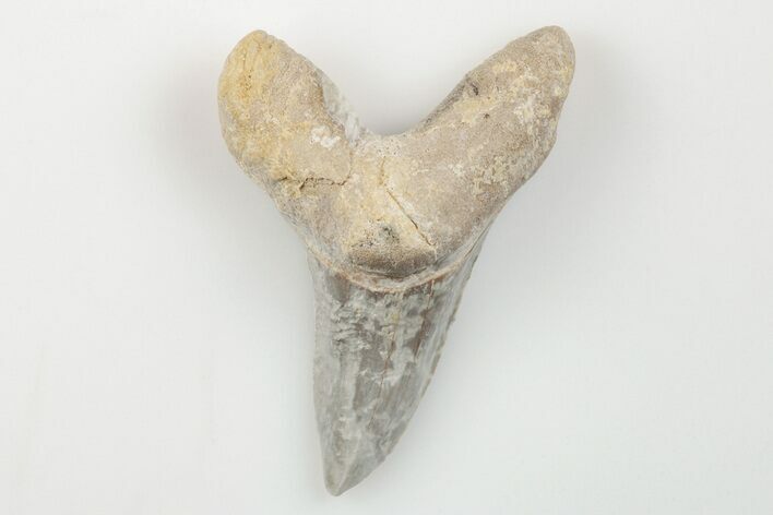 Cretaceous Ginsu Shark (Cretoxyrhina) Tooth - Kansas #203313